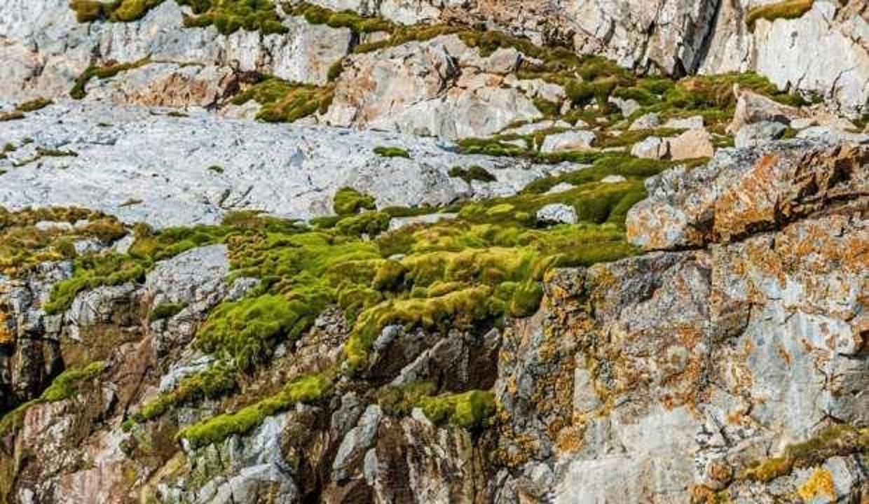 Antarktika'da yeni bir bitki türü keşfedildi
