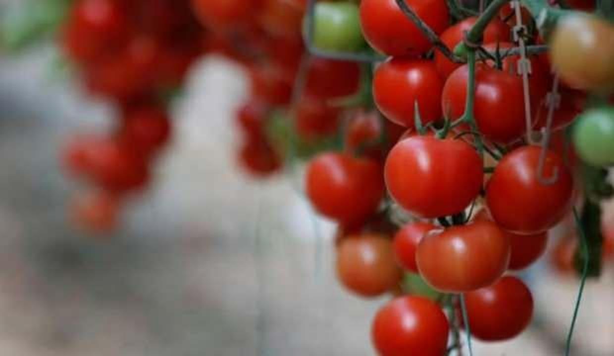 Avrupa'ya giden domatesler ''jeotermal'' ile kızarıyor