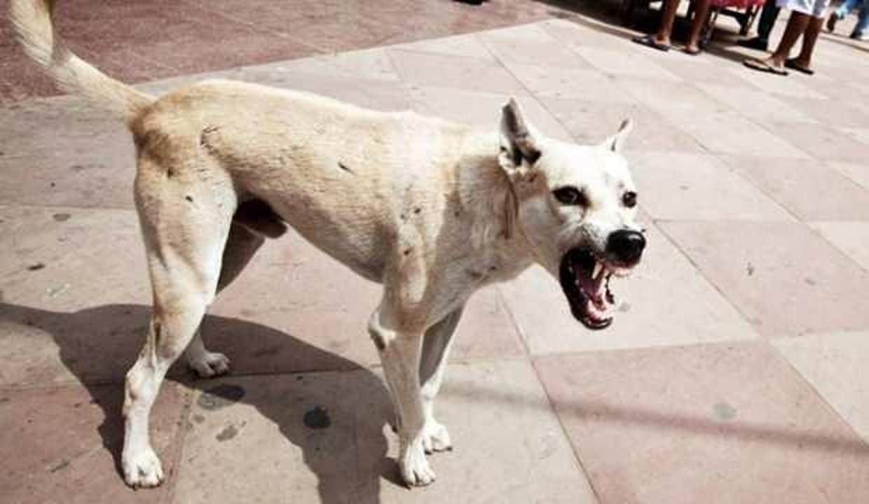 Başıboş köpeklerin ısırdığı çocuk vefat etti!