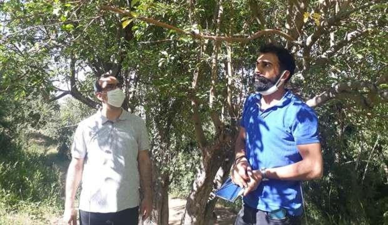 Elma ağacı 50 yıl sonra meyve verdi, gören şaşkına döndü!