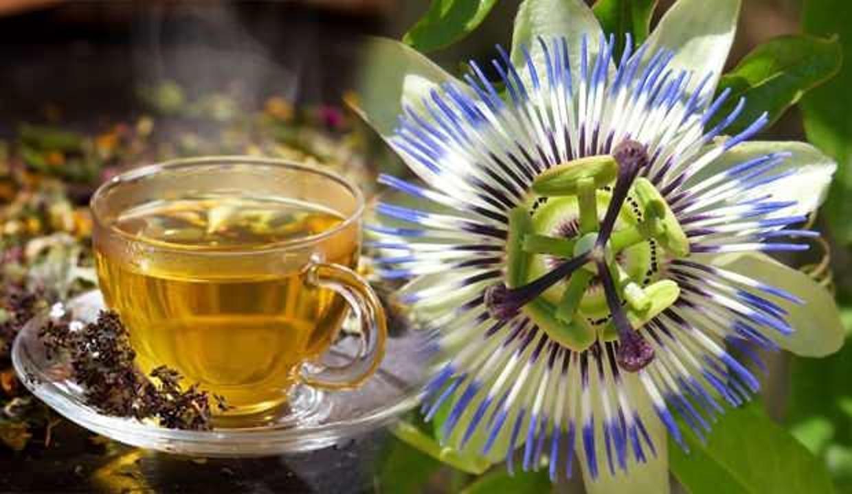 Passiflora çayı faydaları nelerdir? Passiflora ne işe yarar?