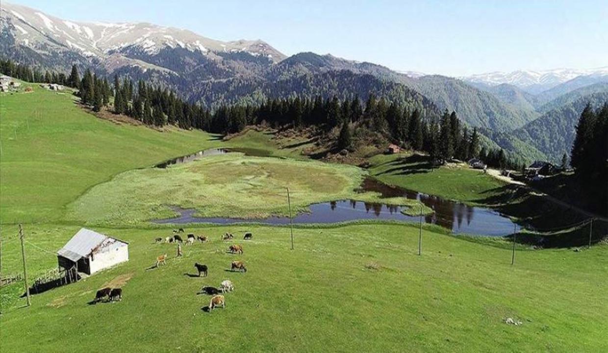 Giresun'un doğa harikası yaylası: Gölyanı