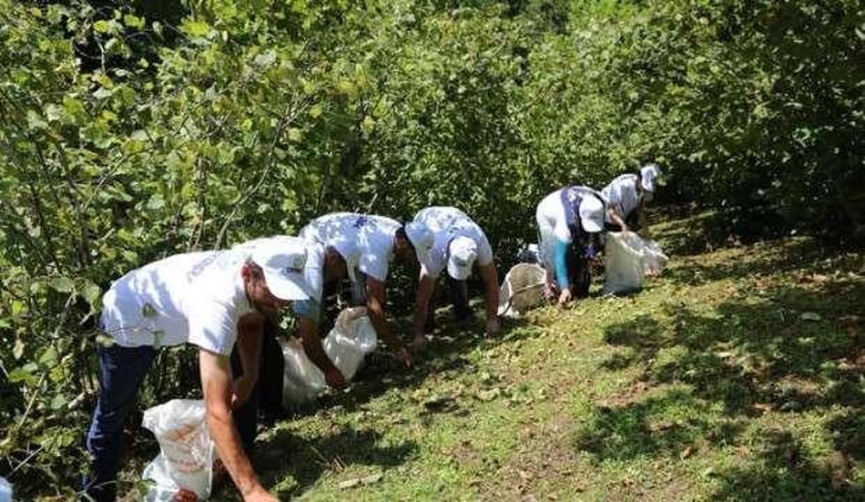 Ordu'da tahmini fındık rekoltesi 167 bin 300 ton