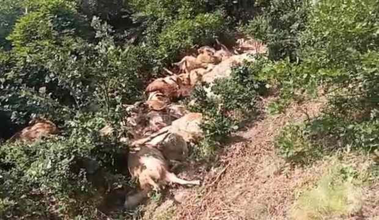 Tunceli’de 80 koyun telef oldu! Sebebi bilinmiyor