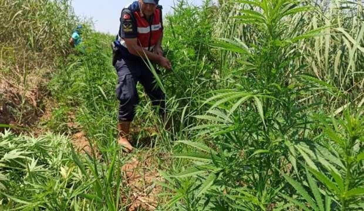 Drone'un tespit ettiği sazlık alana jandarmadan operasyon