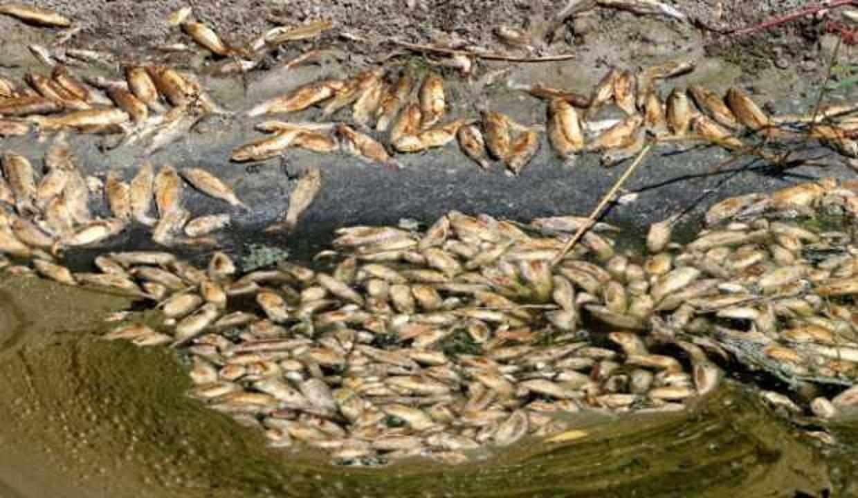 Asi Nehri'ndeki balık ölümleri araştırılıyor