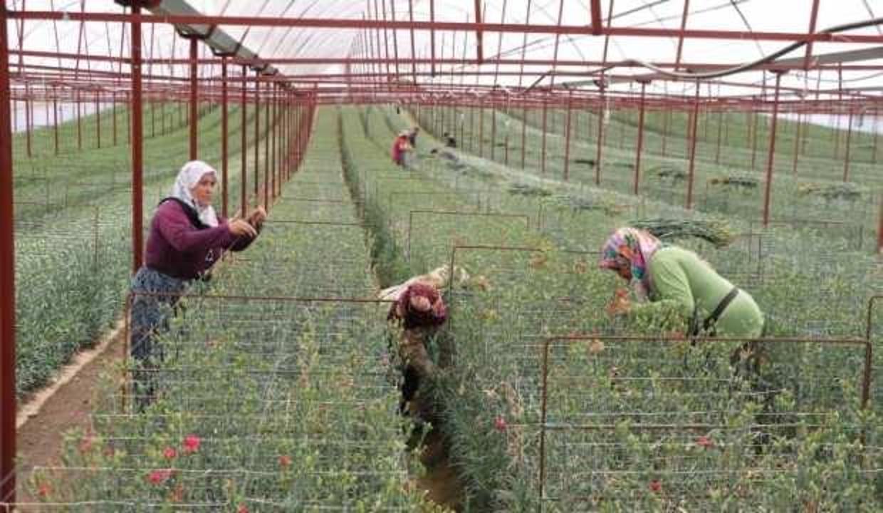 Denizli'de üretti, ilk yılda ihracat yaptı: ''Tereciye tere satıyoruz''