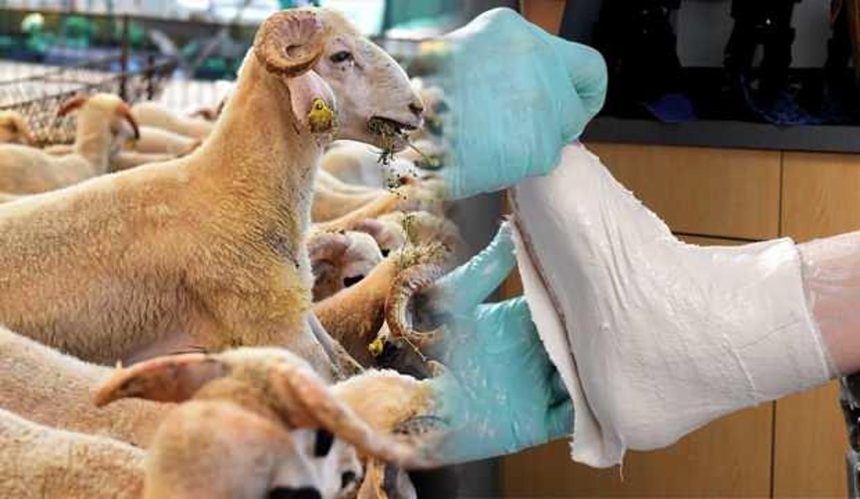 Kurban kesim kazaları kırık veya uzuv kayıplarına yol açabiliyor!