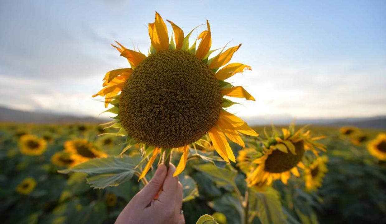 Karabük'ten "agro turizm" atağı
