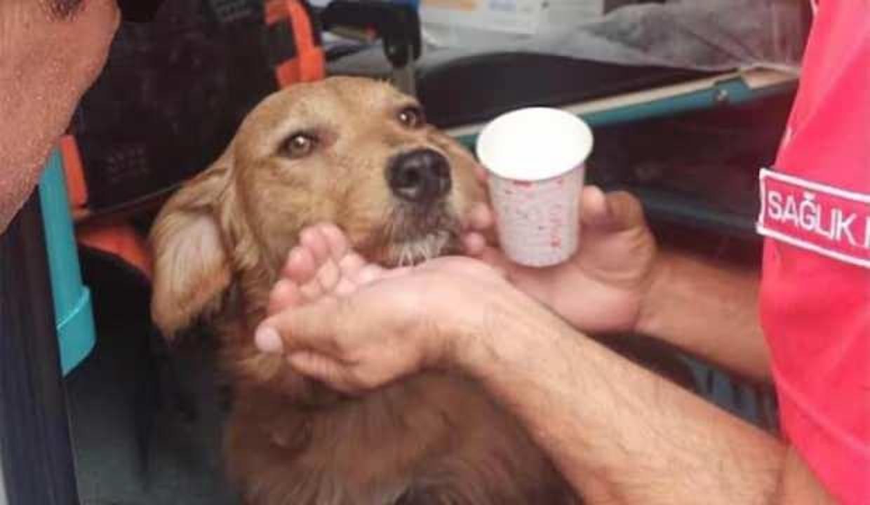 UMKE, Manavgat'ta dumandan etkilenen köpeğe tıbbi müdahalede bulundu