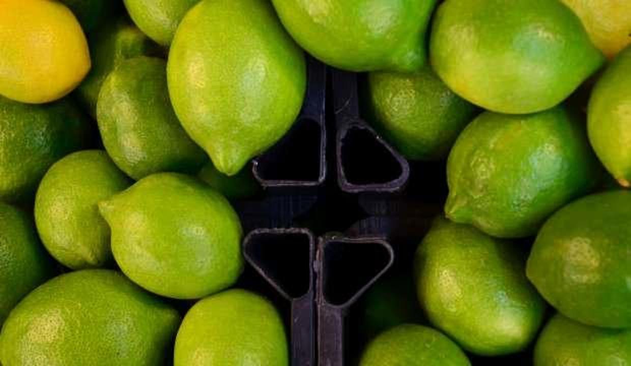 Turunçgilde yeni sezon erkenci limon hasadıyla başlıyor