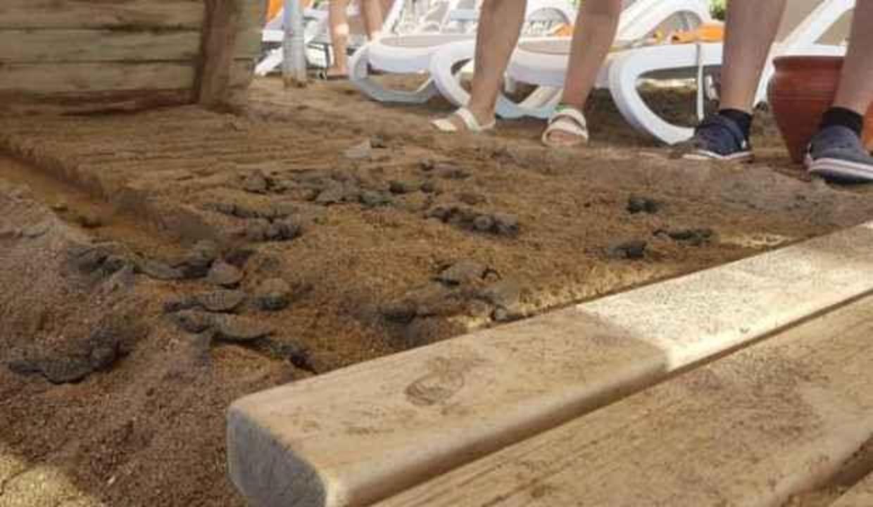 Bakanlık'tan caretta caretta katliamcılarına ağır ceza