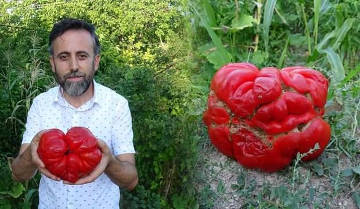 Tarlada buldukları 1 kilo 372 gramlık maniye cinsi domates görenleri şok etti!