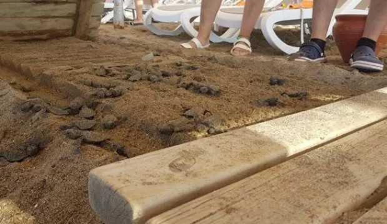 Caretta katliamında iki otele ceza!