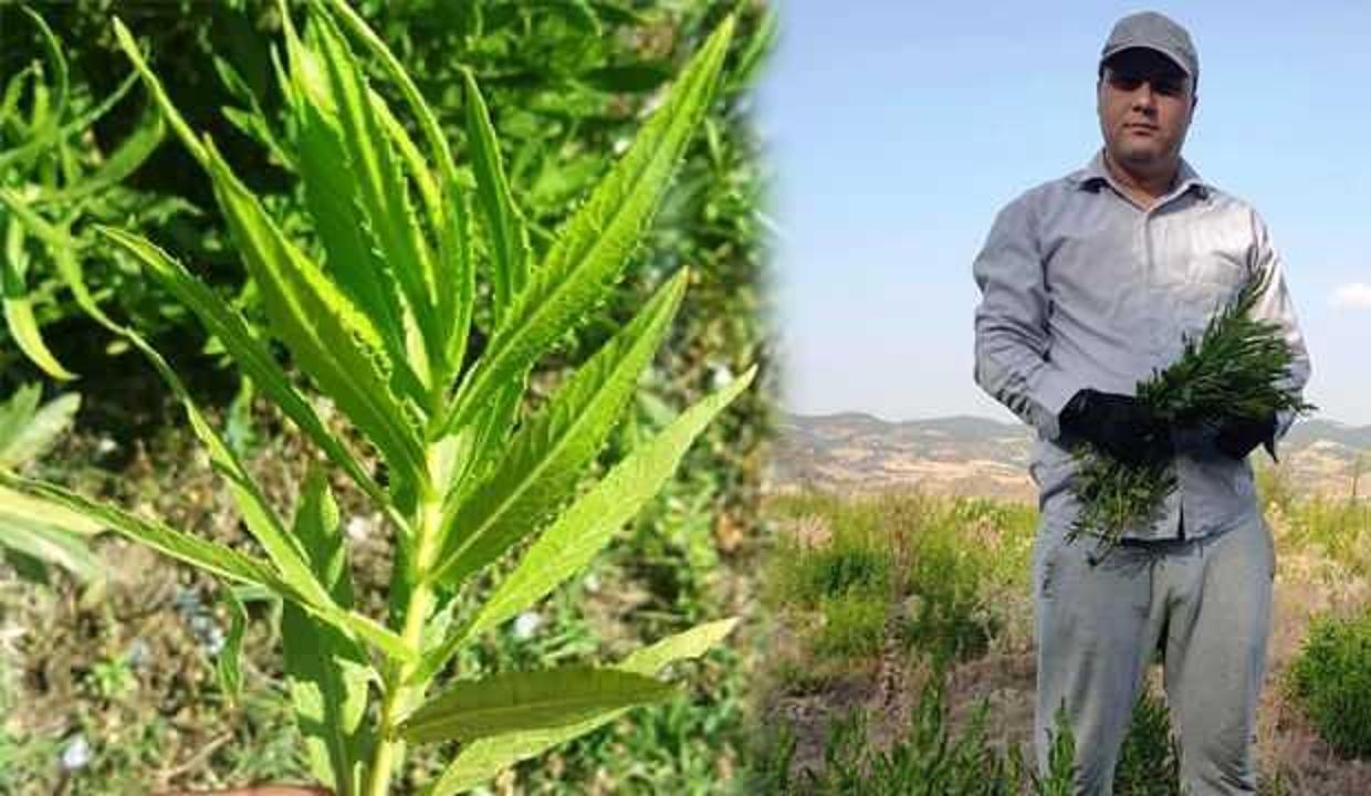 Kanser hastalarının aradığı bitki: Yapışkan andız otu