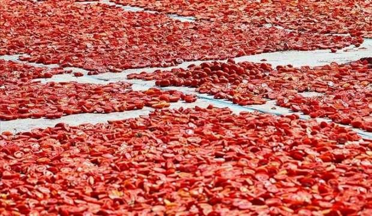 Kuru domates ihracatı 100 milyon dolara yaklaştı