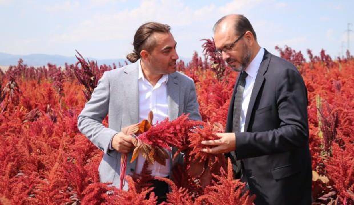 Çölyak ve kanser hastalarının umudu: Amarant bitkisi
