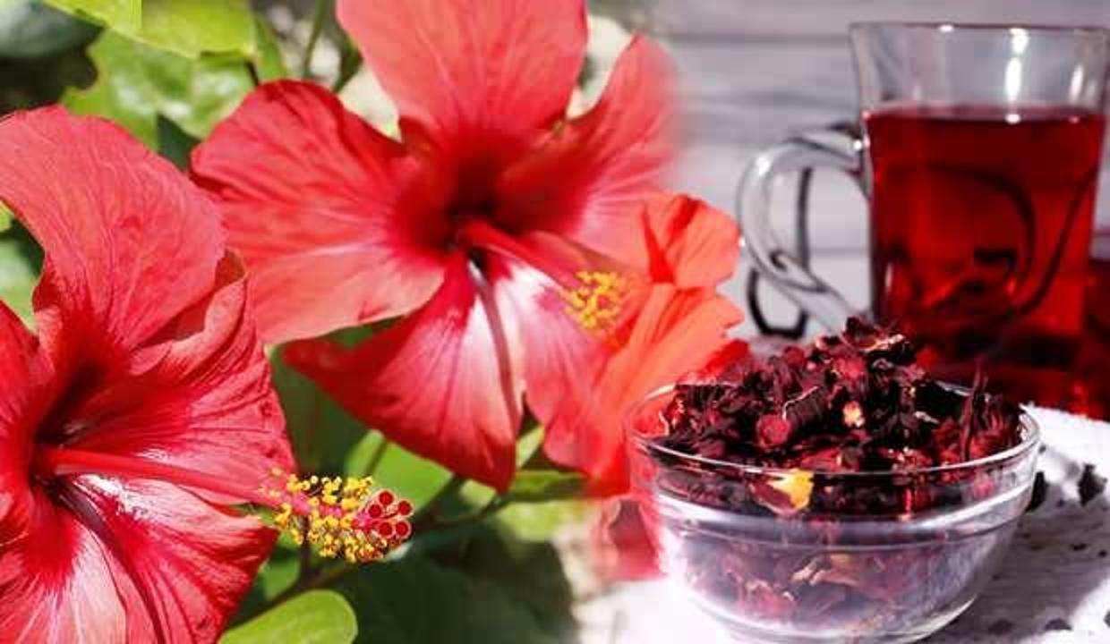 Hibiskus çayı faydaları nelerdir? Hibiskus çayı nasıl kullanılır?