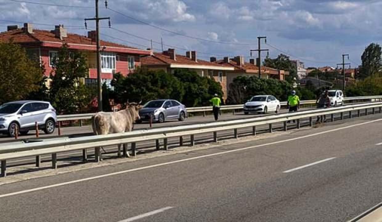 Kesime götürülen inek Keşan'ı birbirine kattı