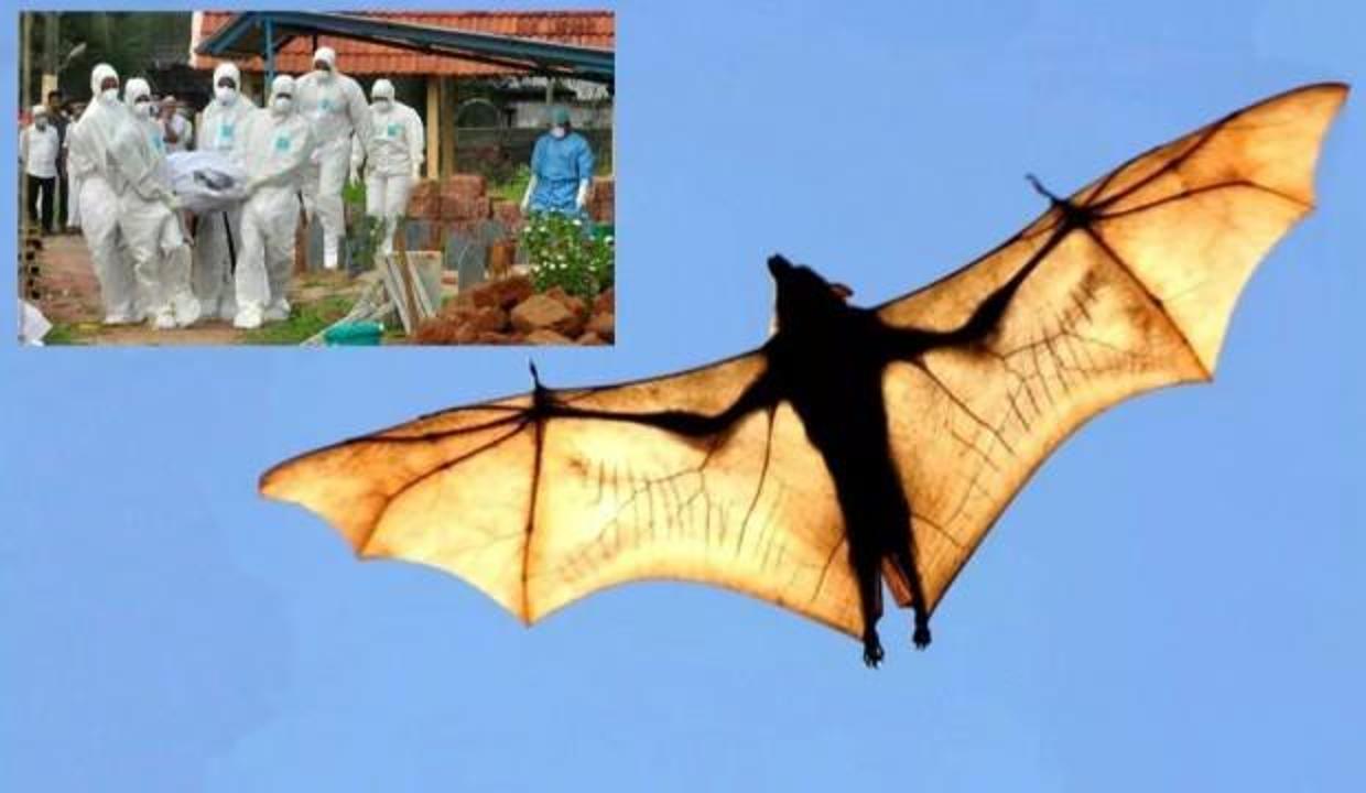 O da Kovid-19 gibi yarasa kaynaklı! İlk ölüm, işte dünyayı sarsan Nipah virüsü