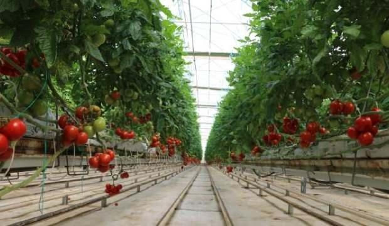 Rusya domates ve biber ithalatı kısıtlamasını kaldırdı