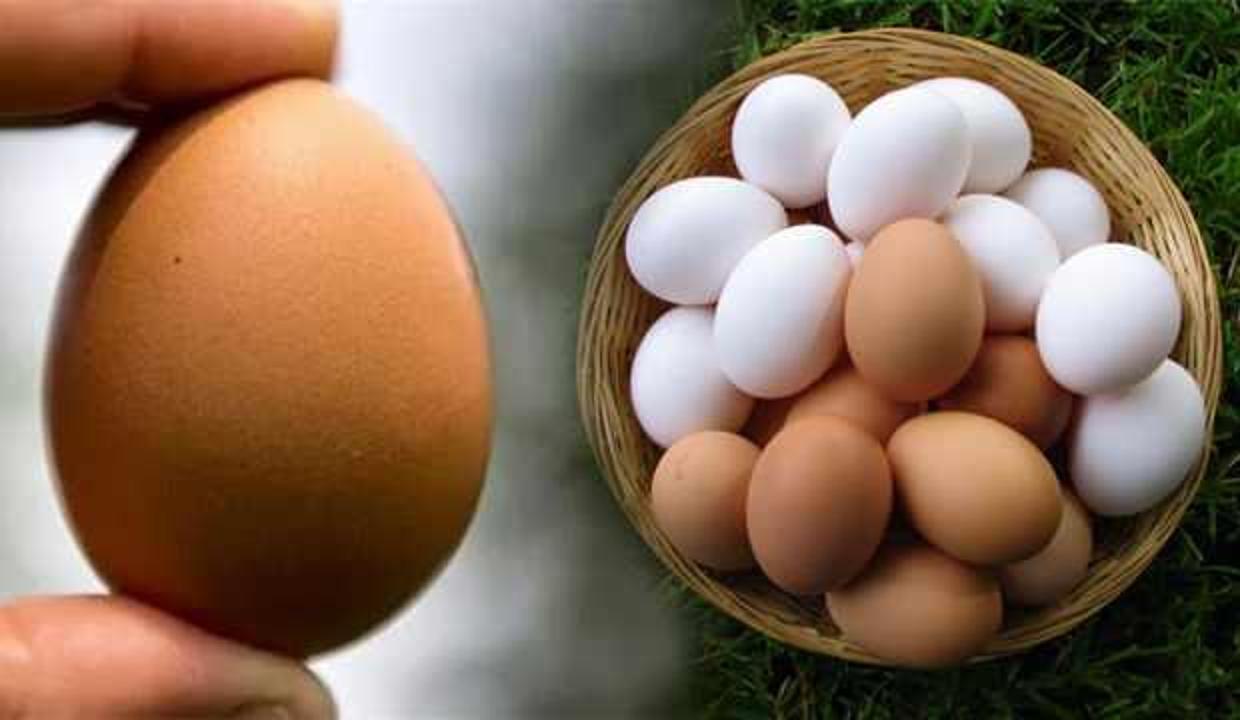 Bilim insanları yumurta formunun gizemli matematiksel denklemini çözdü