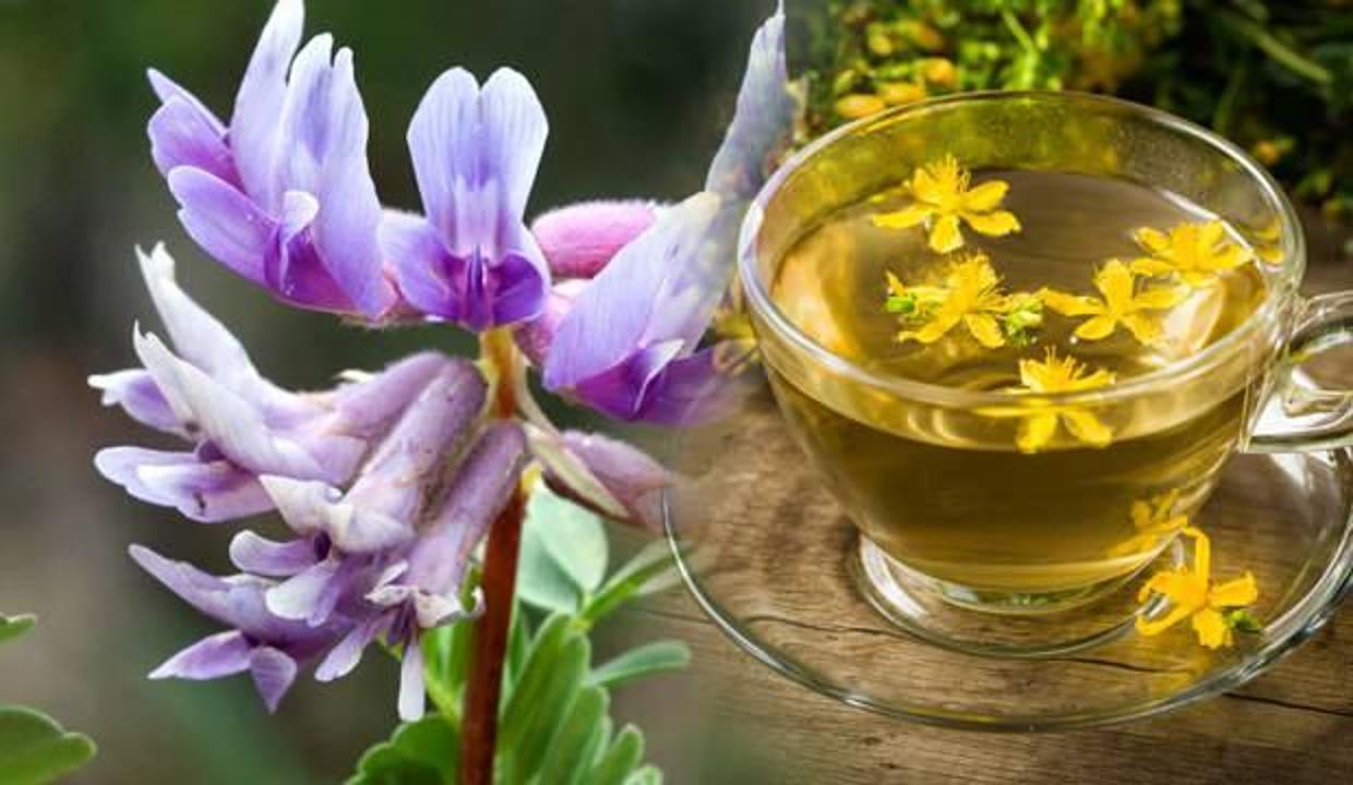 Çin geveni otu faydaları nelerdir? Çin geveni (astragalus) nasıl kullanılır?
