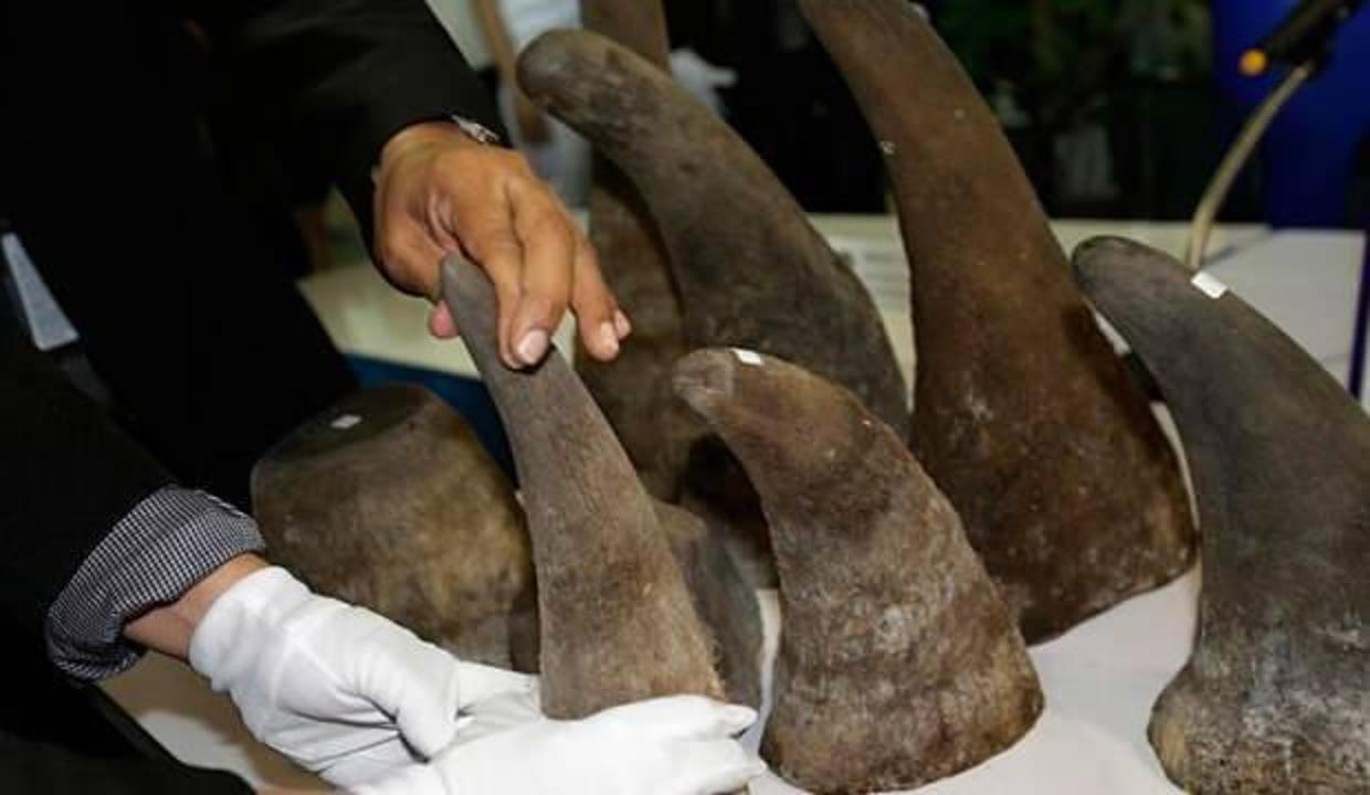 Güney Afrika'da Malezya'ya kaçırılmak istenen 32 gergedan boynuzu" ele geçti