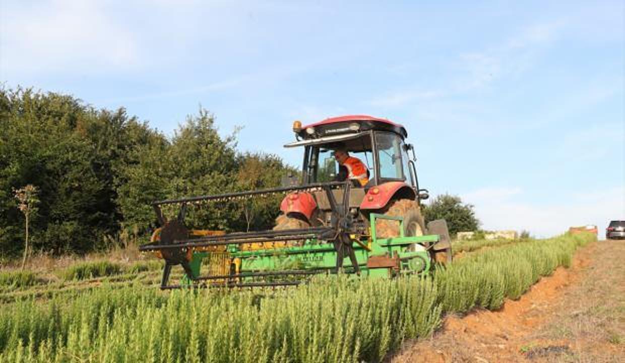 Sakarya'da yetişen tıbbi ve aromatik bilgiler ihracat yolunda