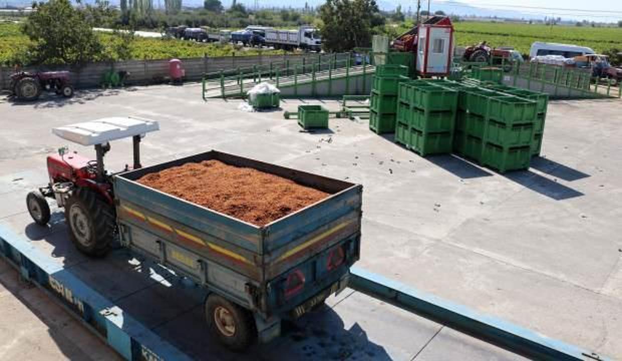 TMO'dan kuru üzüm üreticisine 15 milyon liralık ödeme