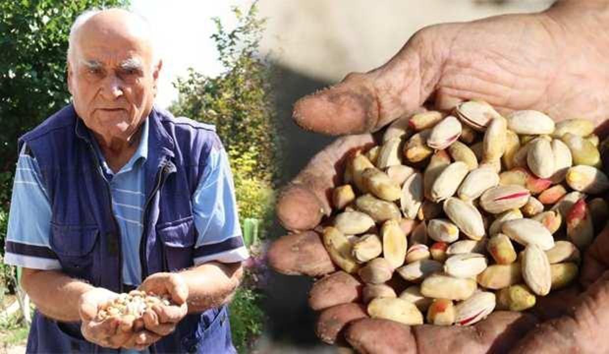 Bu bölgede yetişmez dediler! 4 ağaçtan 50 kilo fıstık elde etti
