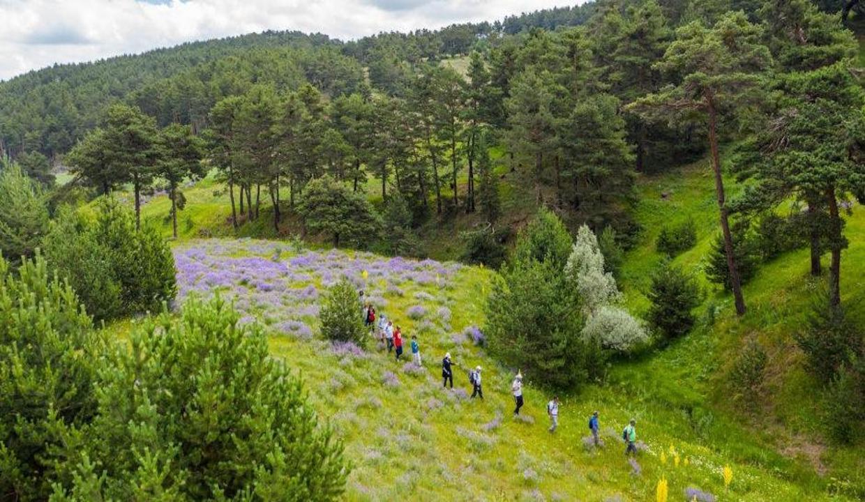 Sivas'tan Karadeniz yaylalarını aratmayan görüntüler