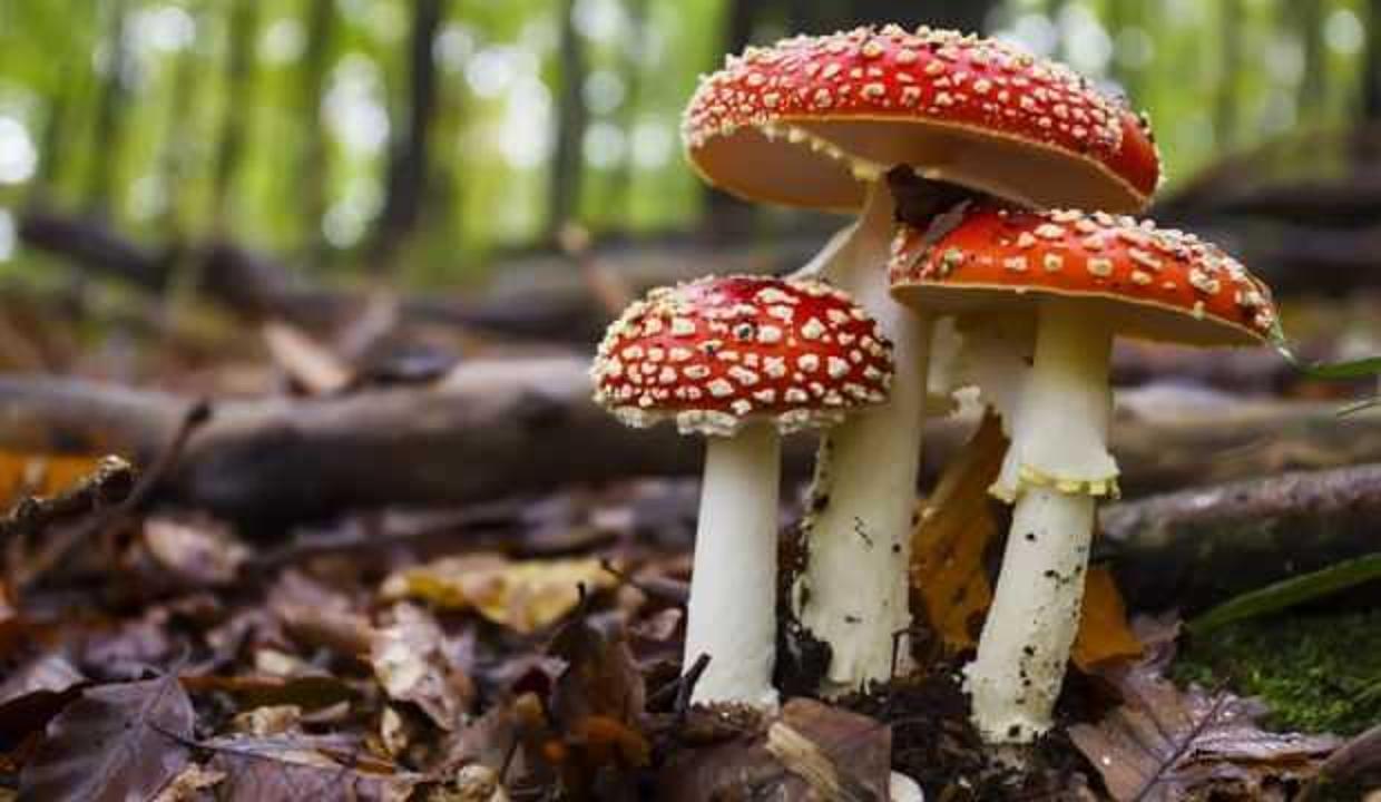 Uzmanlar mantar zehirlenmelerine karşı uyardı!