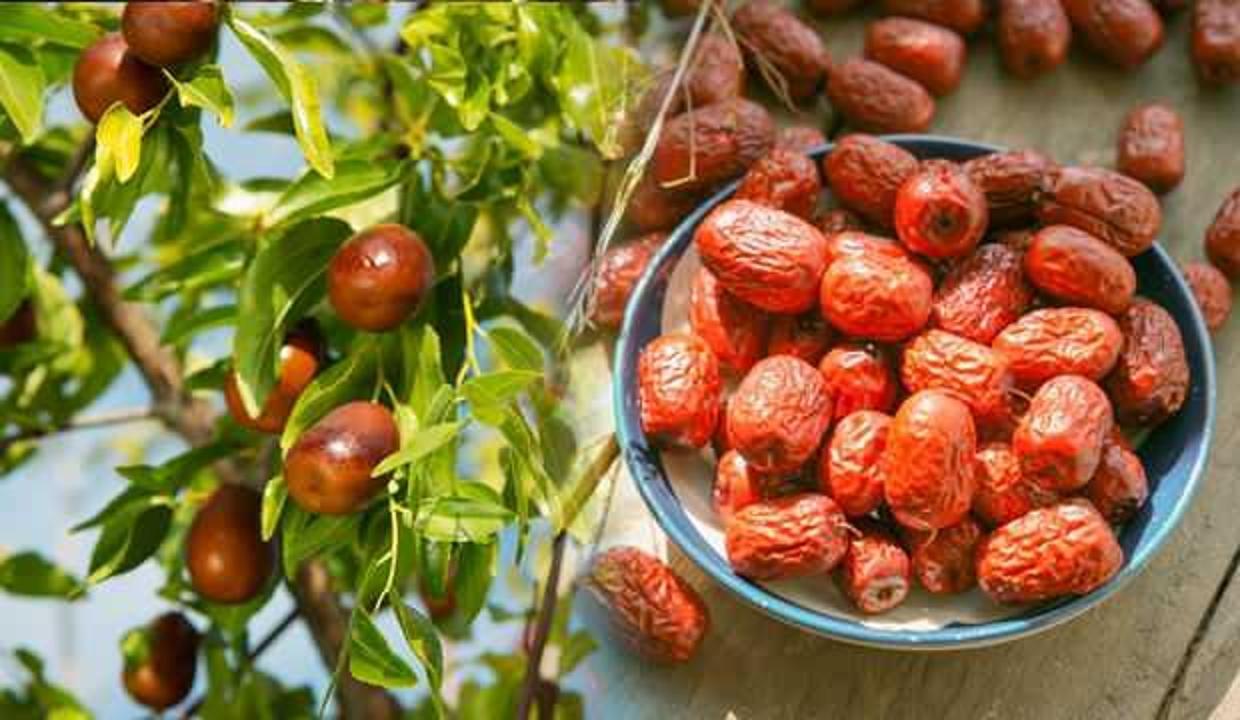 Hünnap meyvesi faydaları nelerdir? Kuru hünnap nasıl tüketilir?