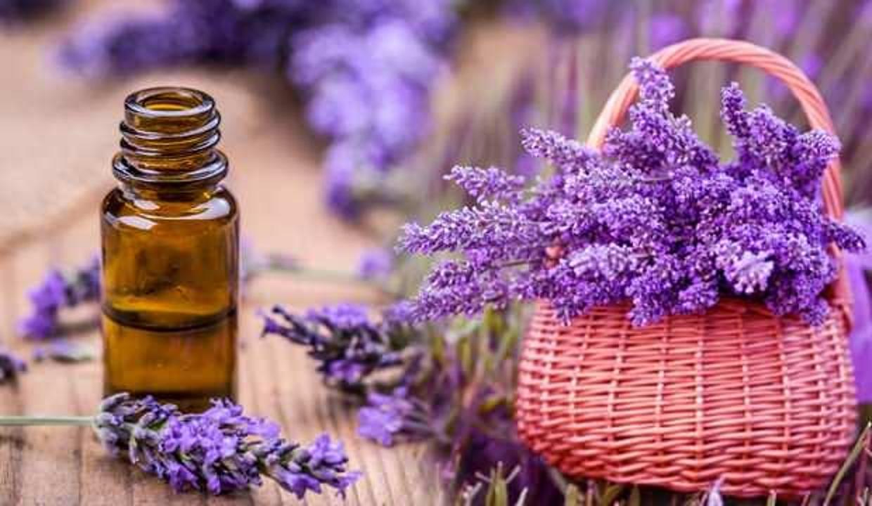 Lavanta yağı faydaları nelerdir? Lavanta yağı yüze nasıl uygulanır?