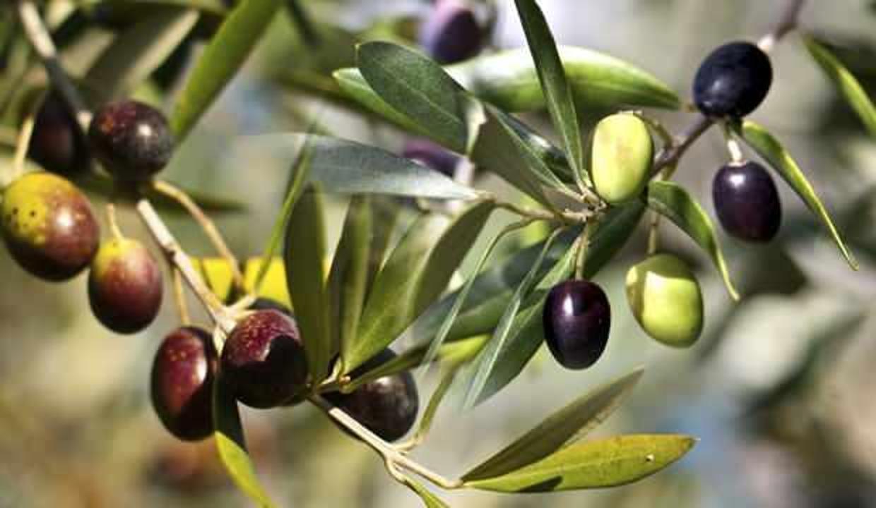 Zeytin yaprağı çayı faydaları nelerdir? Zeytin yaprağı çayı nasıl yapılır?
