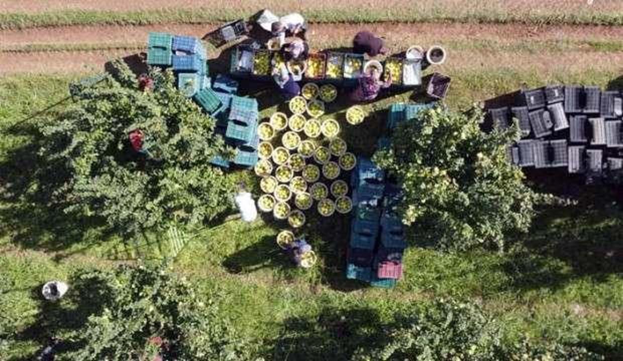 'Geyve ayvası'nın hasadı başladı