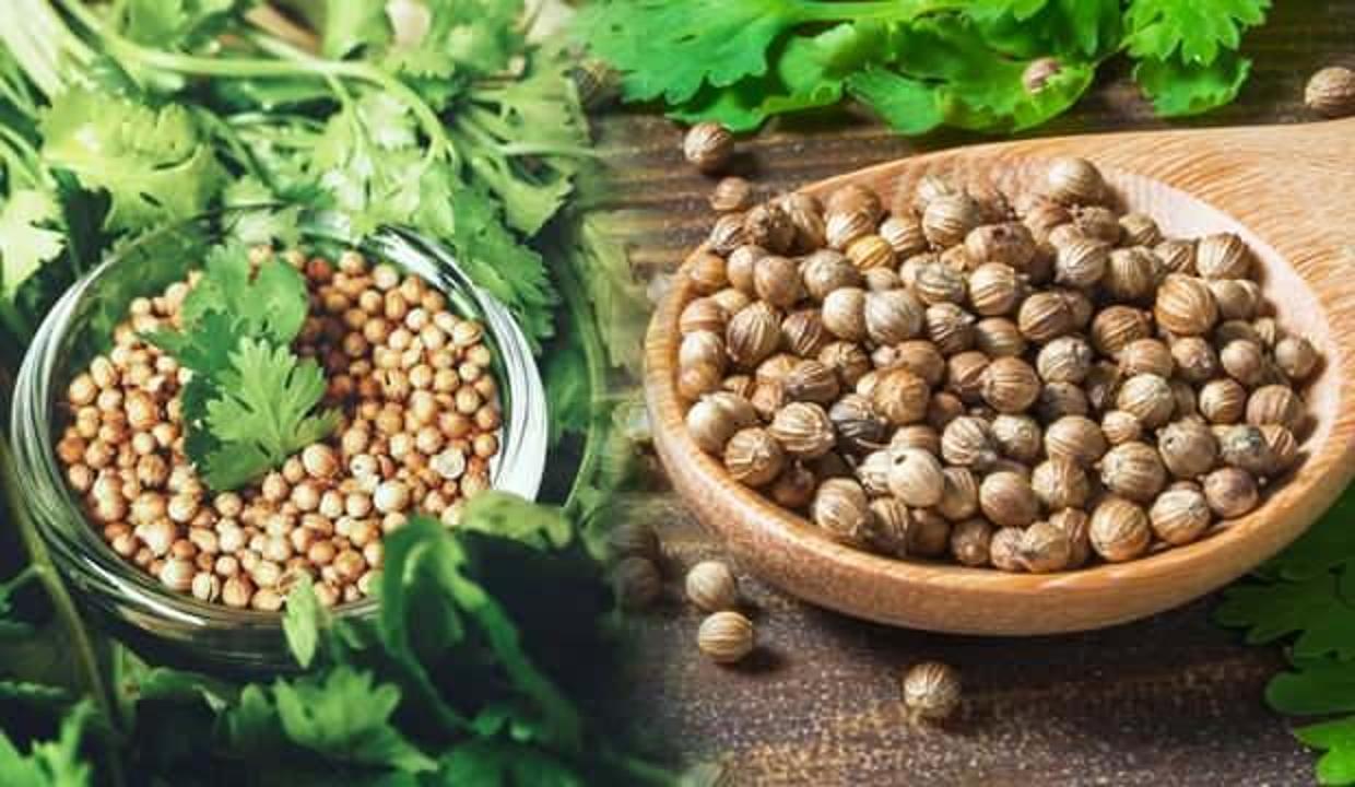 Kişniş otu çayı faydaları nelerdir? Kişniş otunun faydaları ve zararları...