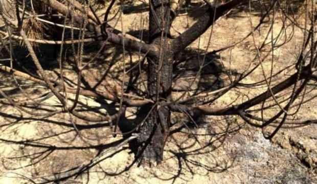 OGM: 3 ayrı noktada yangın çıkartan terörist yakalandı