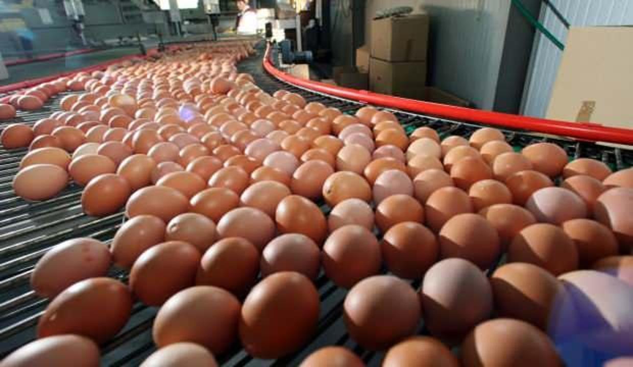 Yumurta ihracatından 430 milyon dolar döviz girdisi sağlanıyor