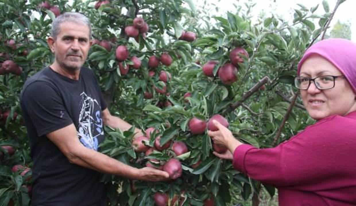 Emekli astsubay hobi bahçesi kurdu! Organik elma yetiştiriyor