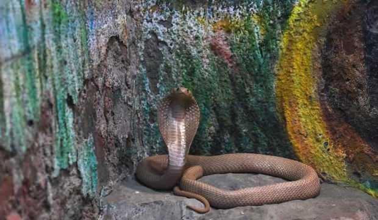 Karısını kobra yılanı ile öldüren adama müebbet hapis verildi