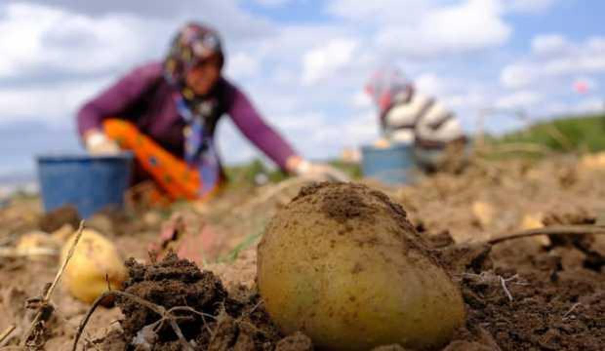 Patates üretiminde rekor! Üreticinin yüzünü güldürdü