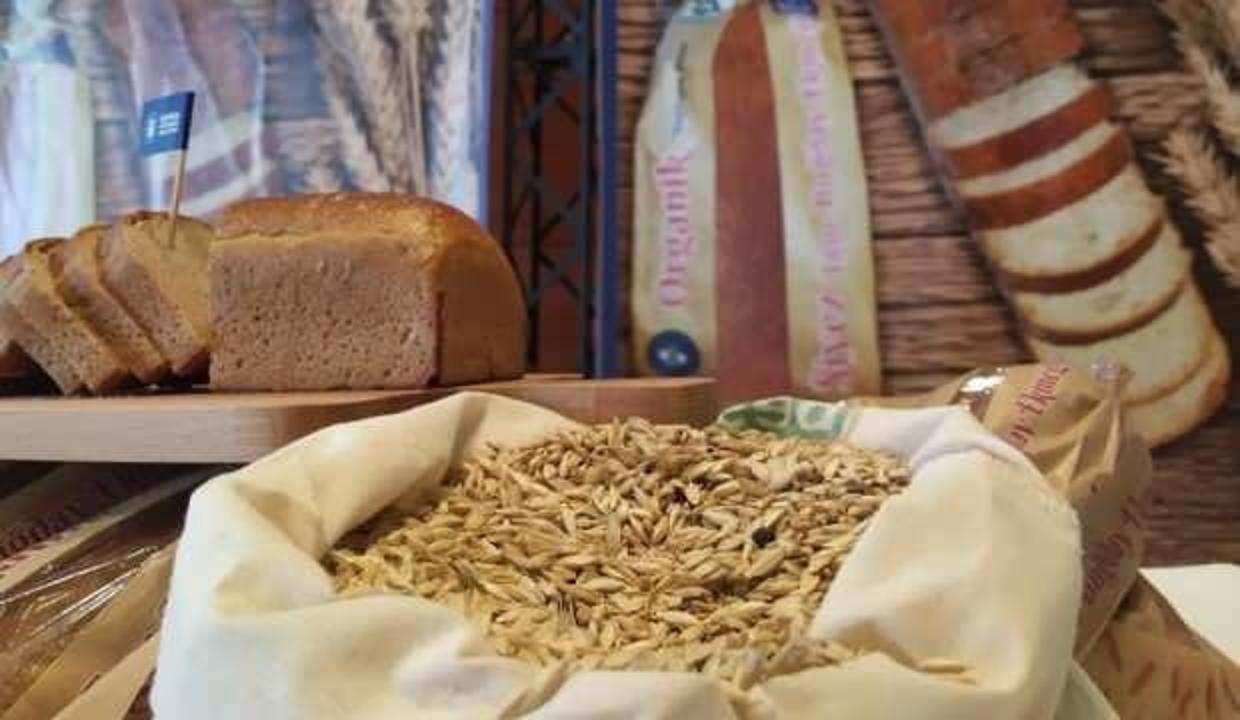 Siyez buğdayında hasat bereketi
