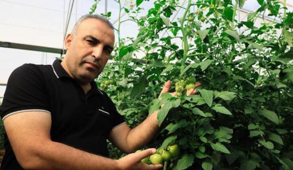 Yaylada hasat süresi uzadı; domatesin fiyatı 10 lirayı geçti