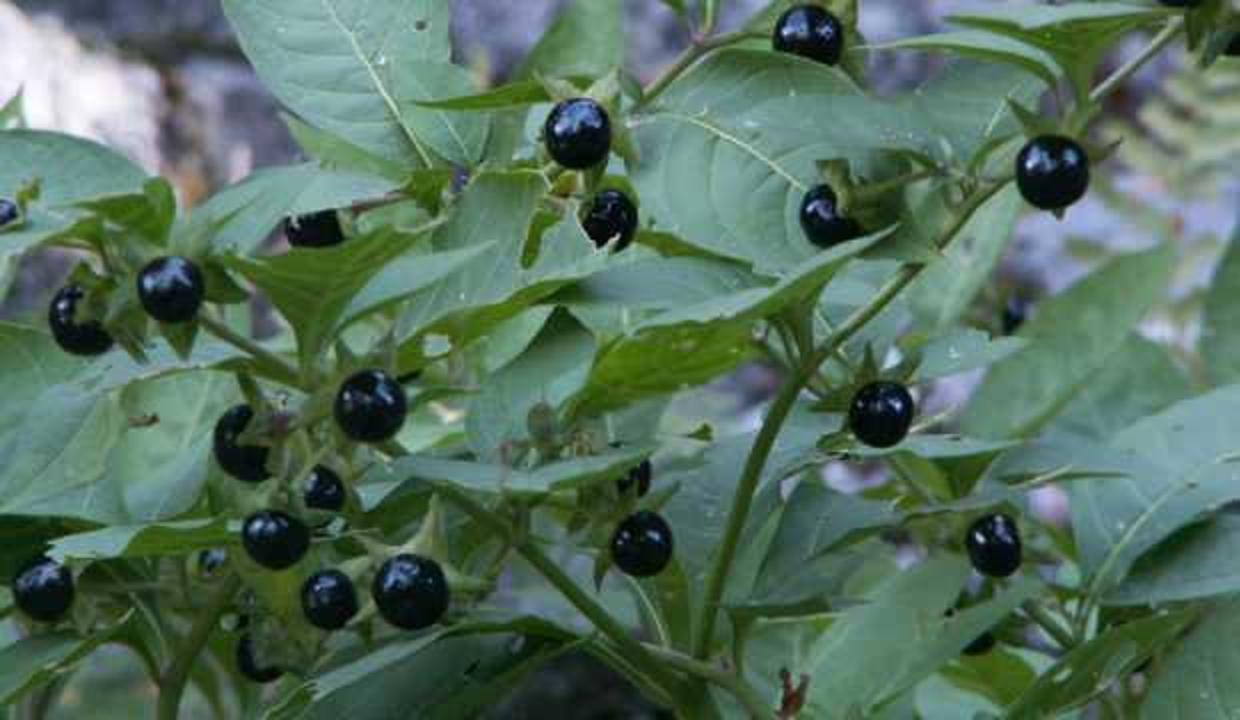 Faydası olduğu kadar zararı da var: Güzelavrat otu