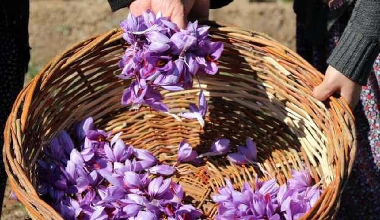 Gramla satılıyor! Kilosu 60 bin lira! Türkiye'de hasadına başlandı