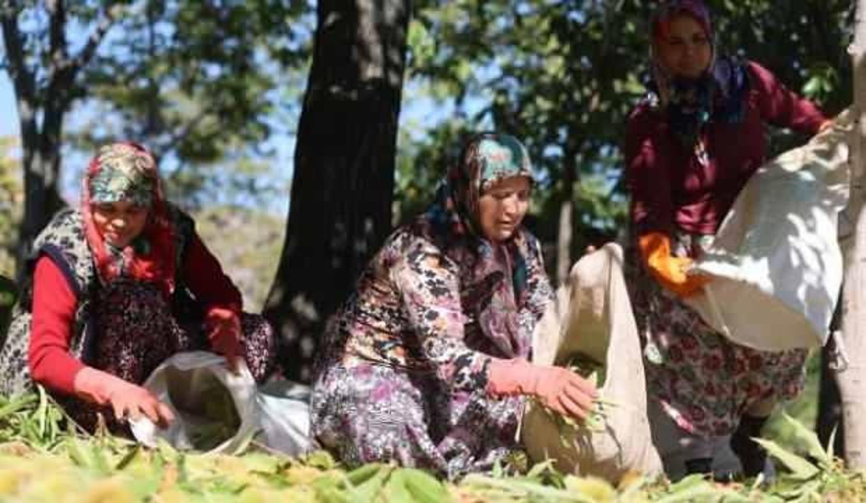 Kestane hasadında çalışan işçiler 600 lira yevmiye alıyor