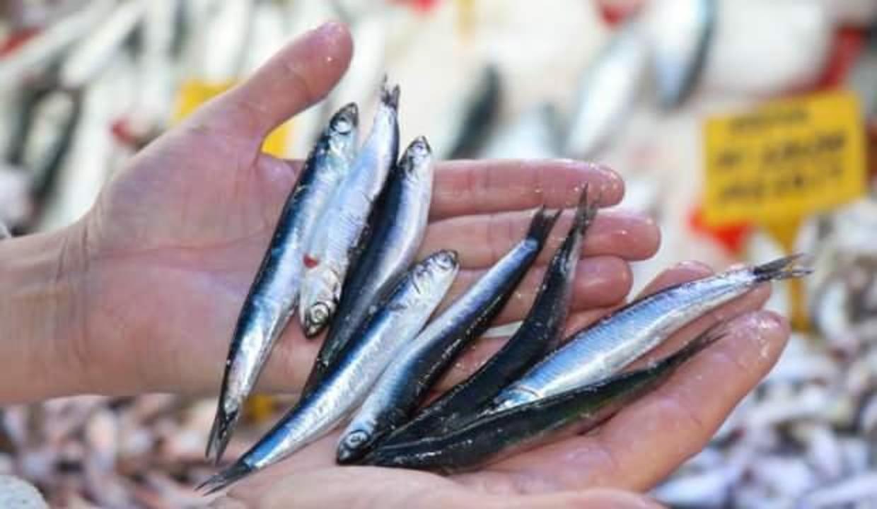 Karadeniz'in incisi 15 liradan kapış kapış gidiyor