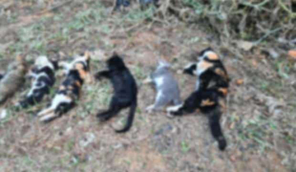 20 kedi ölü bulundu! Zehirlendi iddiası